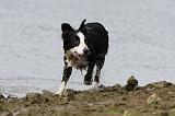 BORDER COLLIE 742